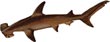 Hammerhead Shark