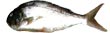 Jobfish Snapper