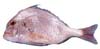 Long Finned Seabream