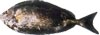 Rabbitfish