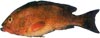 Red Grouper