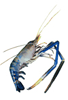 Rosenbergii Shrimps