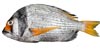Two Banded Bream