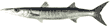 Barracuda