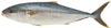 Kingfish