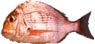 Red Seabream
