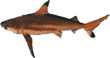 Silky Shark