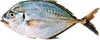 Trevally