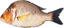 White Snapper